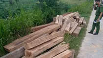 Cất giấu gỗ lậu, nhân viên bảo vệ rừng bị xử phạt 60 triệu đồng