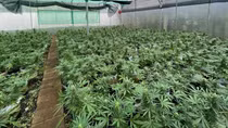 Từ Tiền Giang lên Đắk Lắk lập trang trại để trồng…cần sa