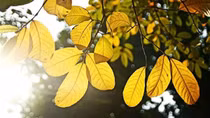 Hà Nội ngày nắng hanh, đêm rét