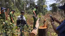 Lợi dụng dịch bệnh, lâm tặc chặt phá rừng rất... "bài bản"
