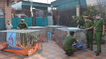 Bắt quả tang 2 cơ sở nuôi nhốt 17 cá thể hổ