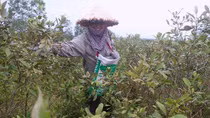 Người dân Hà Tĩnh kiếm tiền triệu từ quả sim dại