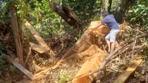 Tăng cường quản lý, bảo vệ rừng đã được giao khoán