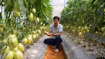 Nông dân, doanh nghiệp nỗ lực vực dậy sản xuất