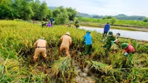 Giúp dân vùng dịch gặt lúa tránh bão