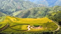 “Bức tranh” Sơn La ngày mùa