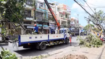 Thay thế 46 cây sứ có tuổi đời hàng chục năm ở Cần Thơ
