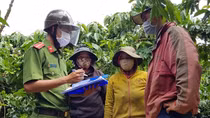 Giữ bình yên cho mùa thu hoạch cà phê ở Tây Nguyên