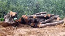 Thông tin về việc người dân khai thác những cây sưa hàng trăm năm tuổi tại Quảng Nam