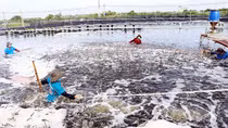 Ngành nông nghiệp vùng châu thổ Cửu Long nỗ lực vượt qua đại dịch