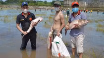 Người dân đánh bắt hàng chục tấn cá trong ngày thủy điện ngưng xả tràn