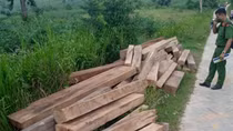 Tạm đỉnh chỉ công tác nhân viên bảo vệ rừng cất giấu nhiều gỗ lậu
