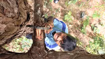 Những chàng Tarzan trên xứ sở sương mù