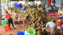 Đắk Lắk: Đã cho người dân đi rẫy và thu mua nông sản trở lại