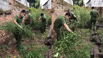 Trồng hàng trăm cây cần sa xung quanh nhà để… ngâm rượu