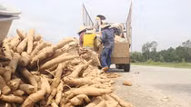 Nông dân trồng sắn gặp khó vì nhà máy chậm thu mua nguyên liệu