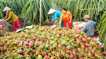 Thanh long Việt Nam được người tiêu dùng nước ngoài ưa chuộng