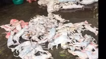Ngăn chặn 420kg thịt chó, mèo bốc mùi hôi thối trên đường đi tiêu thụ