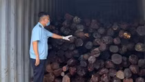Gần 9 tấn gỗ giáng hương ngụy trang dụng cụ cầm tay