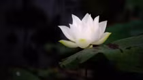 Lời chia buồn gửi đến gia đình Thượng tá Nguyễn Thế Hùng