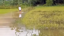 Hàng ngàn hécta lúa bị ngập úng, Quảng Nam chủ trương "xanh nhà hơn già đồng" để kéo giảm thiệt hại