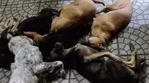 Dùng kích điện bắt trộm chó bán kiếm tiền tiêu xài