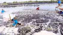 Xuất khẩu tôm ứng phó linh hoạt trong dịch bệnh