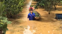Lũ nhấn chìm hơn 230 ha hoa màu, cây ăn trái và làm chết gần 800 tấn cá