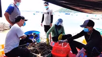 “Thủ phủ” tôm hùm Phú Yên hồi sinh mạnh mẽ