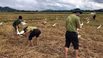 Ngăn chặn tình trạng đánh bắt, mua bán chim tự nhiên