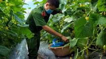Công an phường giúp dân thu hoạch, thu mua nông sản