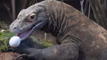 Rồng Komodo ở Indonesia có nguy cơ tuyệt chủng