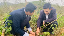 Những “Vua” sâm miền biên viễn