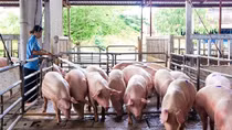 Giá thịt lợn sẽ tăng trở lại, người chăn nuôi được đề xuất hỗ trợ