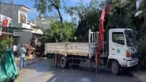 Người phụ nữ bán cá tử vong vì cây đa cổ thụ đổ