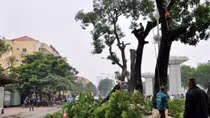 Những “oan hồn” cây xanh liệu có thể mỉm cười?