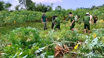 Công an huyện Bố Trạch, Quảng Bình lên rẫy, khẩn trương thu hoạch sắn giúp dân trong mùa dịch