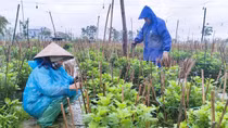 Người dân Thừa Thiên - Huế đội mưa rét, tất bật chăm sóc hoa Tết