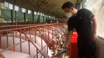 Nỗi lo của người chăn nuôi chuẩn bị nguồn thực phẩm Tết
