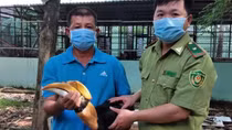 Người dân TP Hồ Chí Minh tự nguyện giao nộp nhiều động vật quý hiếm