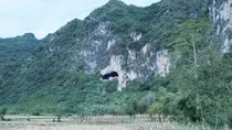 Kì lạ nghề nhặt phân “vua”
