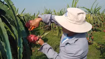 Thanh long Bình Thuận được bảo hộ chỉ dẫn địa lý tại Nhật Bản
