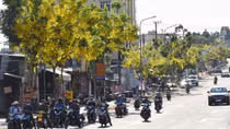 Non xanh phố thị hoa vàng