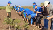 Những nỗ lực chống biến đổi khí hậu nổi bật trước thềm Hội nghị COP26