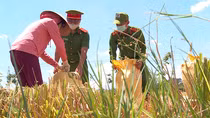 Công an Đà Nẵng giúp nông dân thu hoạch lúa chín vụ trong ngày giãn cách