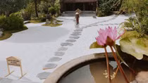 Cây bồ đề lá đỏ
