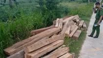 Phát hiện nhiều gỗ bất hợp pháp tại nhà riêng một nhân viên bảo vệ rừng