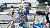 Kêu gọi hỗ trợ tiêu thụ thủy sản trên đảo Cát Bà