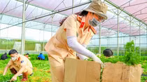 Công an tỉnh Lâm Đồng: Thêm 37 tấn rau hỗ trợ bà con vùng dịch