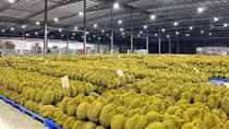 Giá sầu riêng tăng vọt, lập kỳ tích xuất khẩu 10 tỷ USD